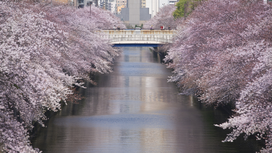 今が見頃の桜のお話し〜
